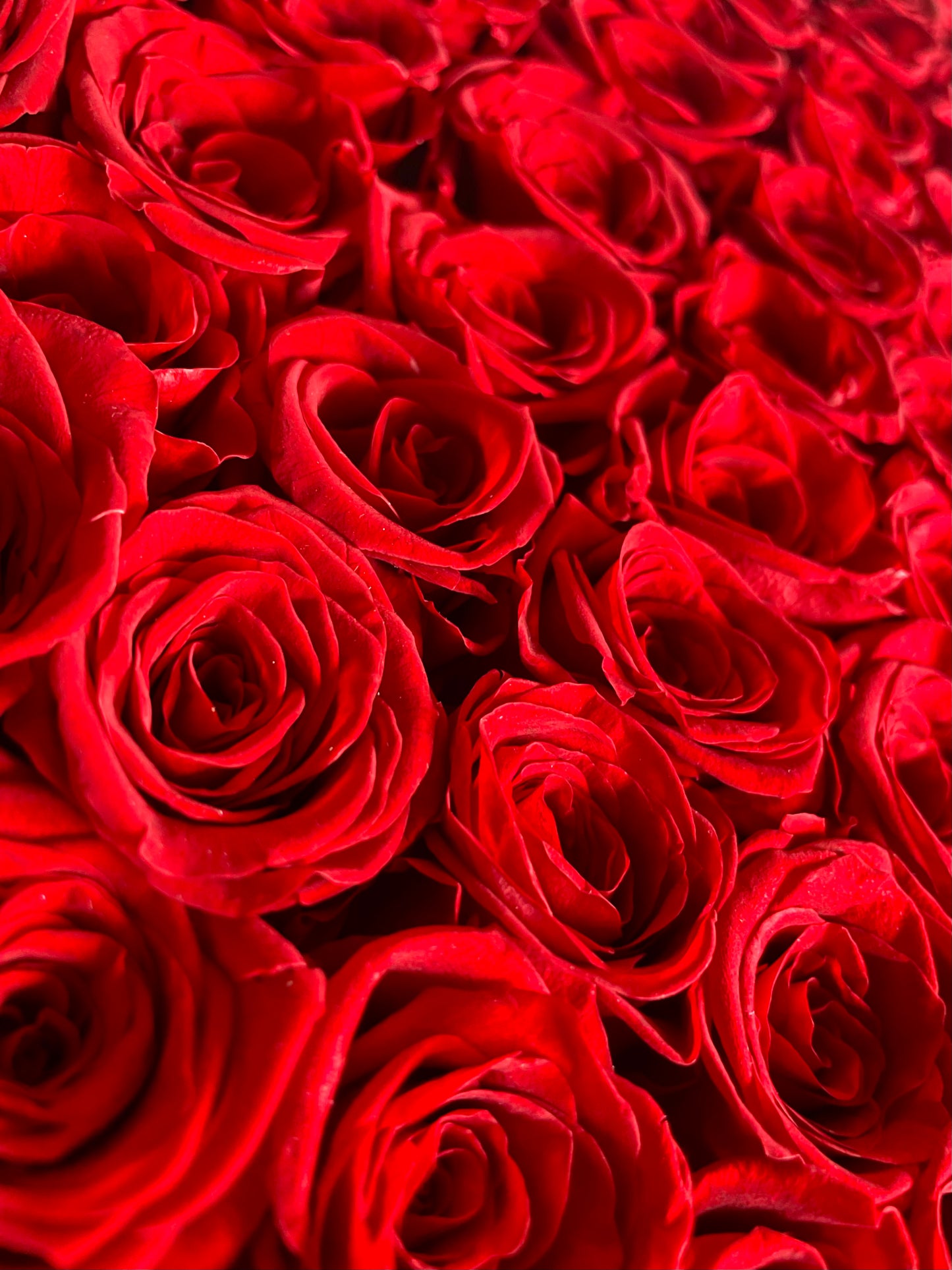 99 Real Flower|Everlasting Rose - Red