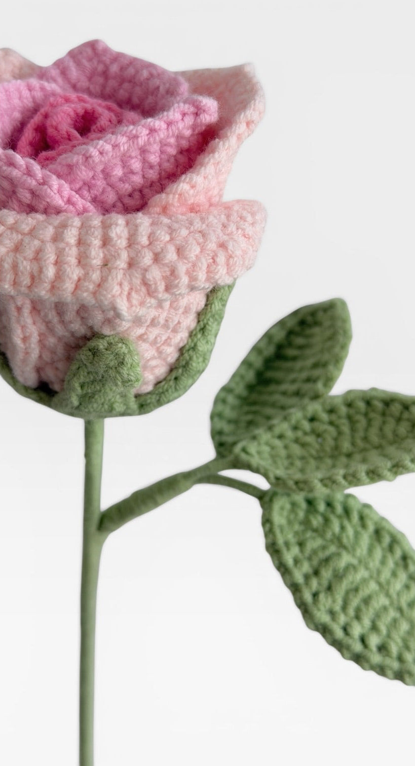 The Ombre Pink Rose