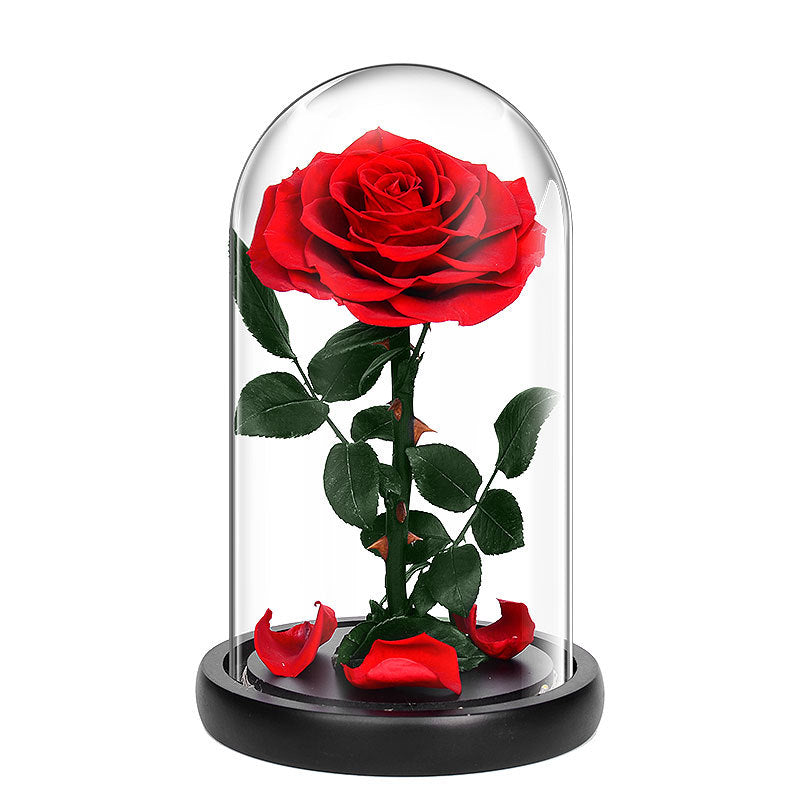 Real Flower|Everlasting Rose - Red