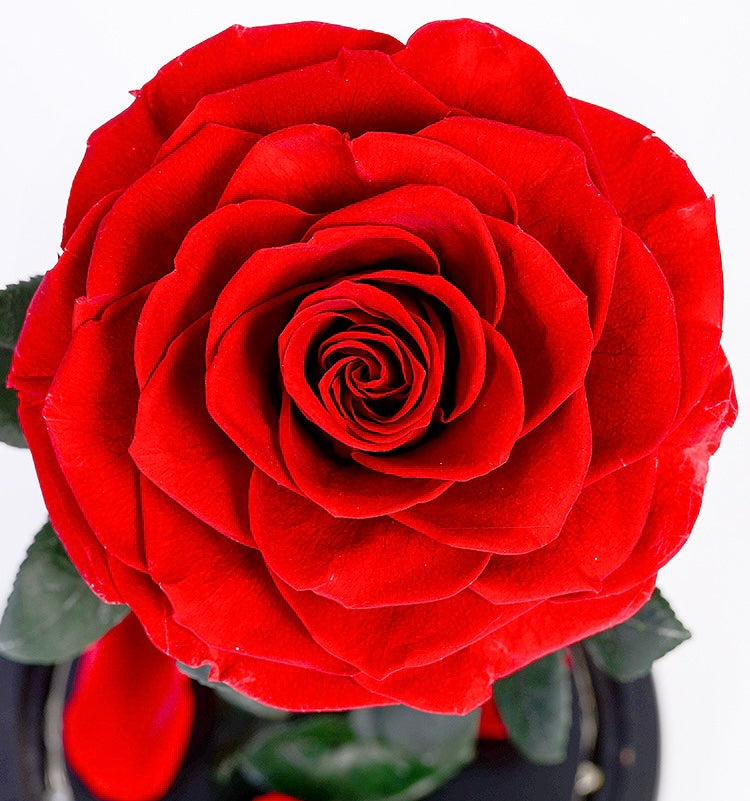 Real Flower|Everlasting Rose - Red